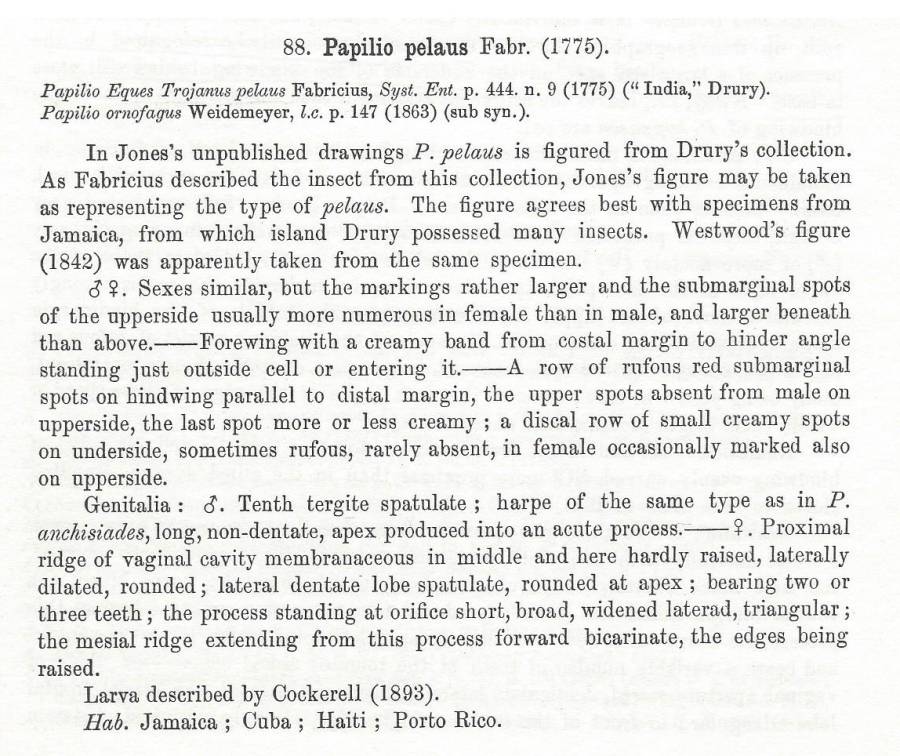 Papilio pelaus species Text<br>(Origin of the Specimen: Rothschid and Jordan 1906)