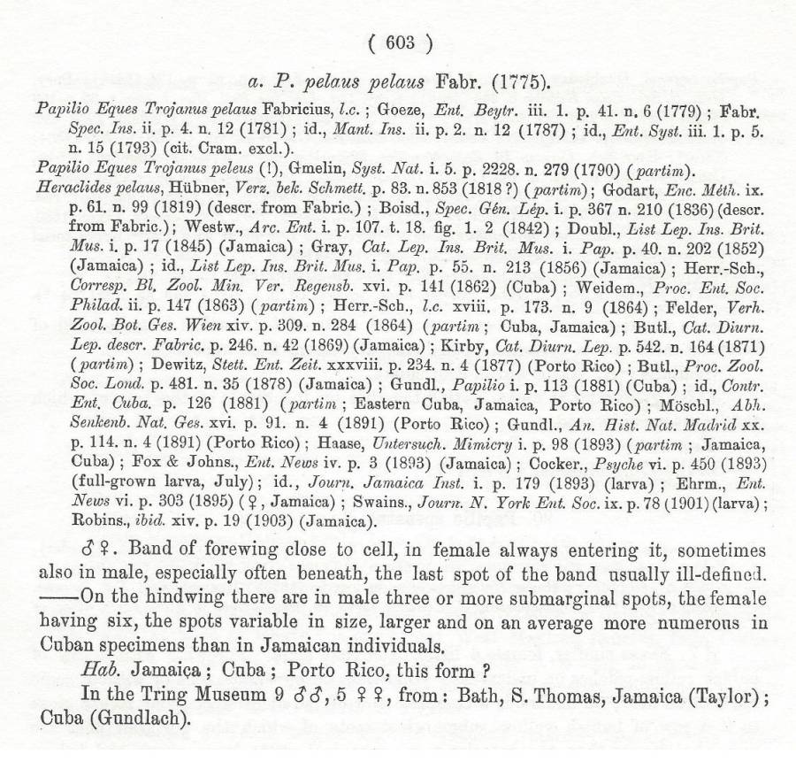 Papilio pelaus pelaus - Text<br>(Origin of the Specimen: Rothschild and Jordan 1906)