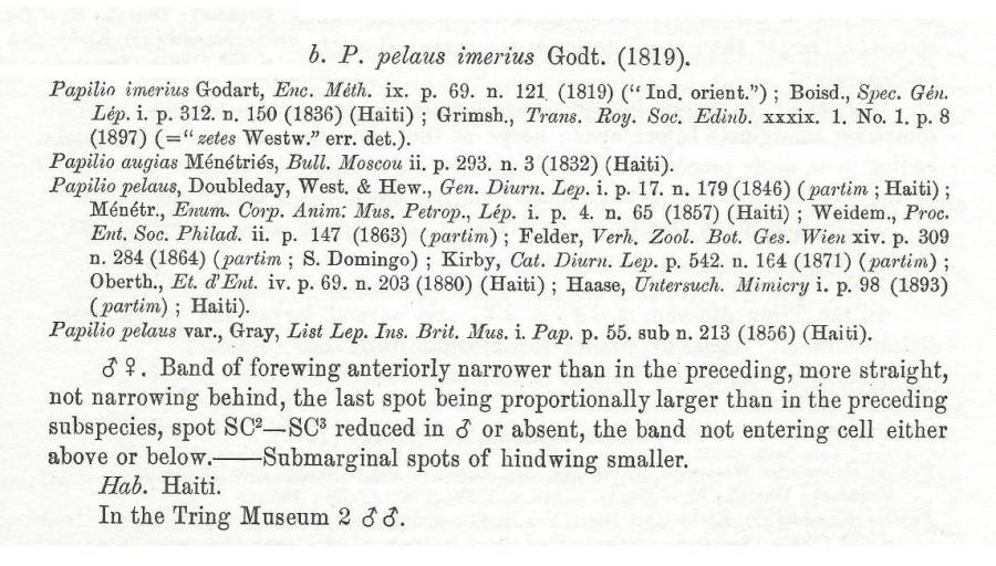 Papilio pelaus imerius - Text<br>(Origin of the Specimen: Rothschild and Jordan 1906)