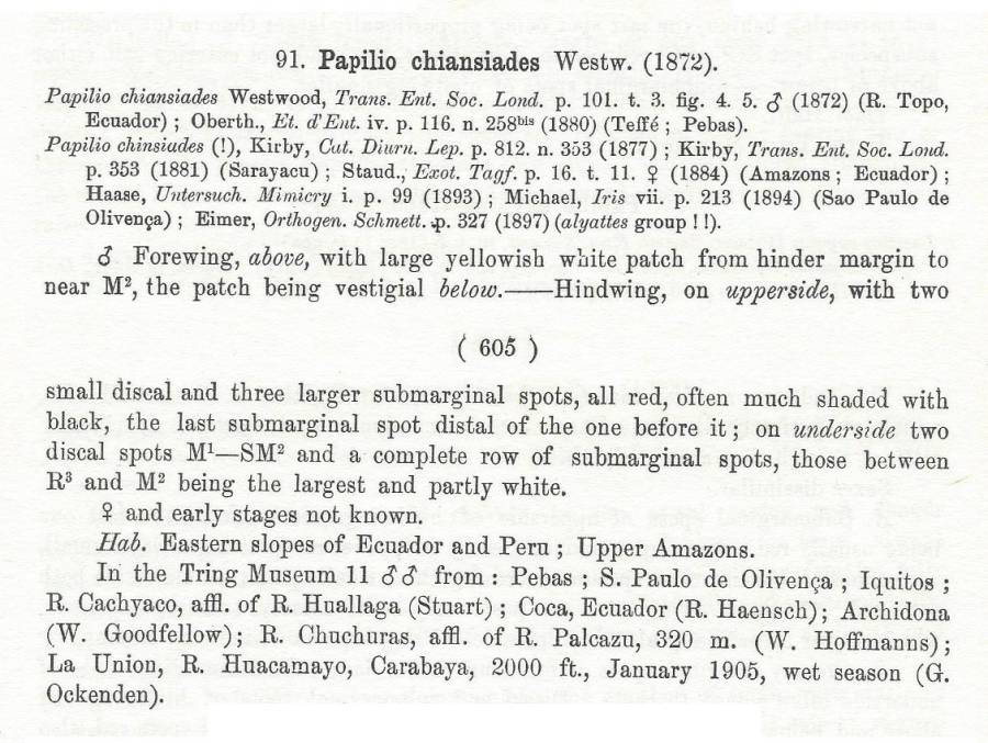 Species tect for Papilio chiansiades<br>(Origin of the Specimen: Rothschild and Jordan - 1906)