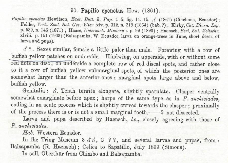 Papilio epenetus Text<br>(Origin of the Specimen: Rothschild and Jordan 1906)