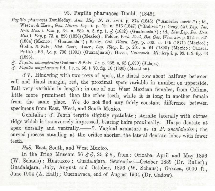 Original Papilio pharnaces text<br>(Origin of the Specimen: Rothschild and Jordan)
