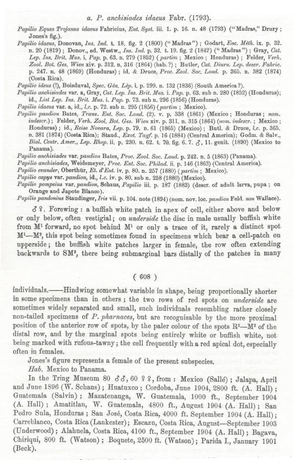 Subspecies idaeus<br>(Origin of the Specimen: Rothschild and Jordan 1906)