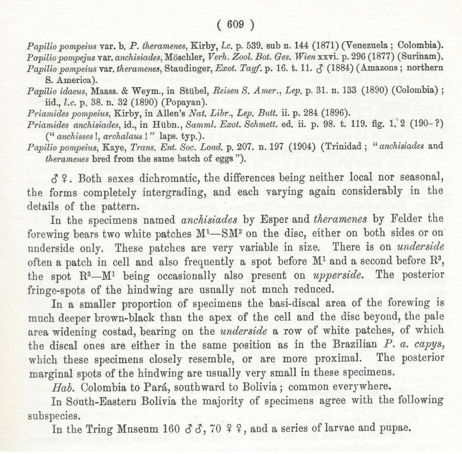 Nominate Subspecies-Part Two<br>(Origin of the Specimen: Rothschild and Jordan 1906)