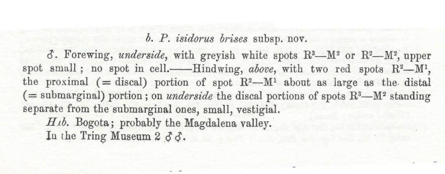 P. isidorus ssp briseis<br>(Origin of the Specimen: Rothschild and Jordan 1906)