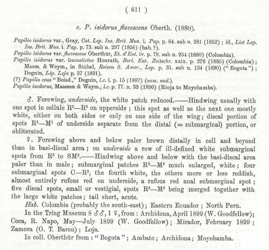 P. isidorus ssp flavescens<br>(Origin of the Specimen: Rothschild and Jordan 1906)