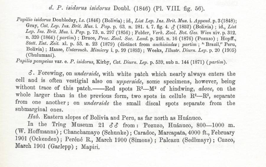 P. isidorus ssp isidorus<br>(Origin of the Specimen: Rothschild and Jordan 1906)
