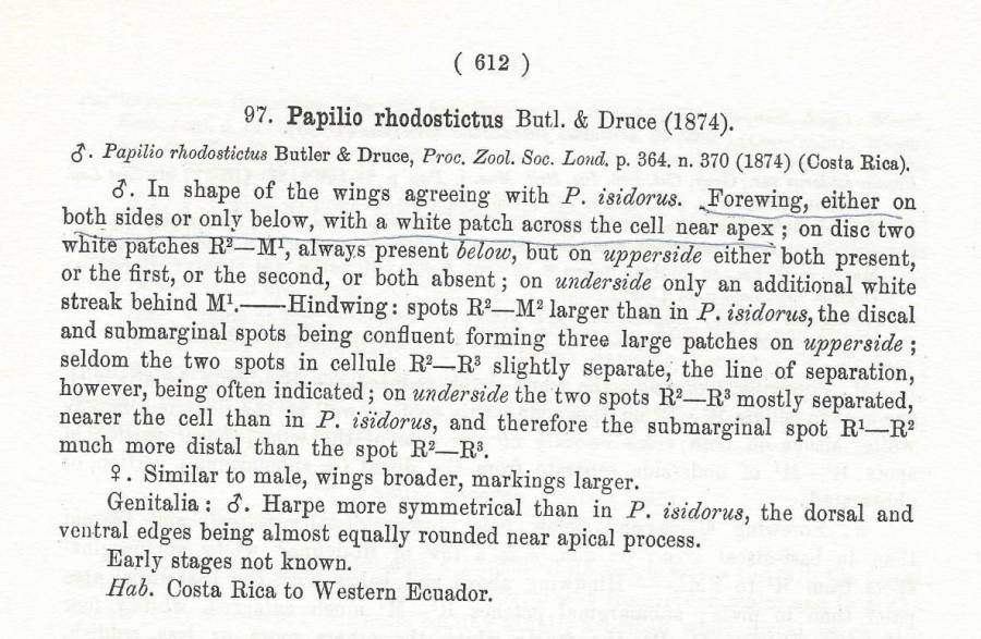 Papilio rhodostictus Species Text<br>(Origin of the Specimen: Rothschild and Jordan - 1906)