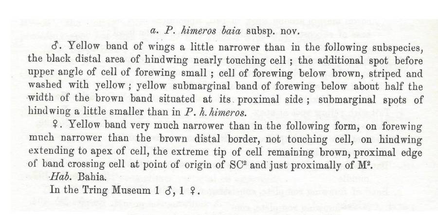 Subspecies text for ssp baia<br>(Origin of the Specimen: Rothschld and Jordan: 1906)
