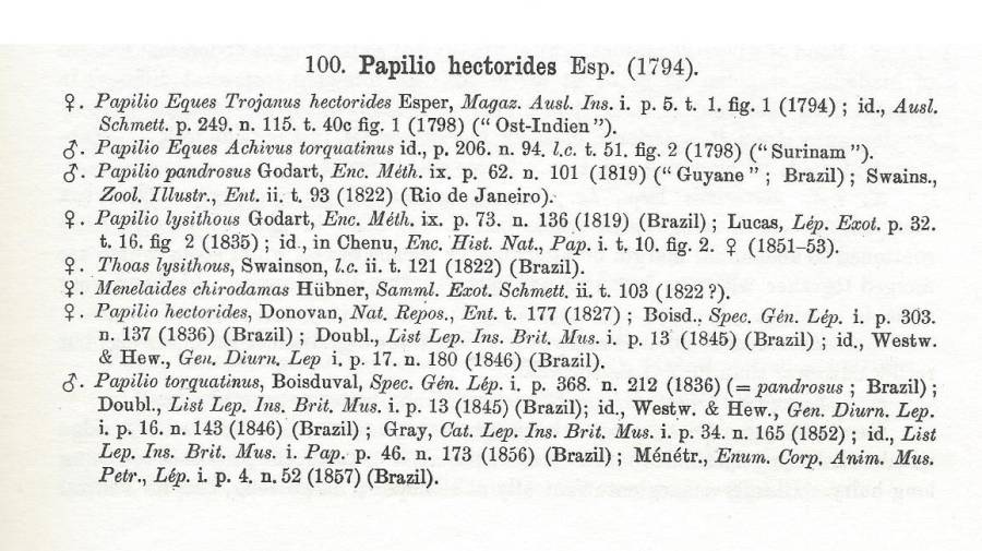 Text for Papilio hectorides - Part A<br>(Origin of the Specimen: Rothschild and Jordan 1906)