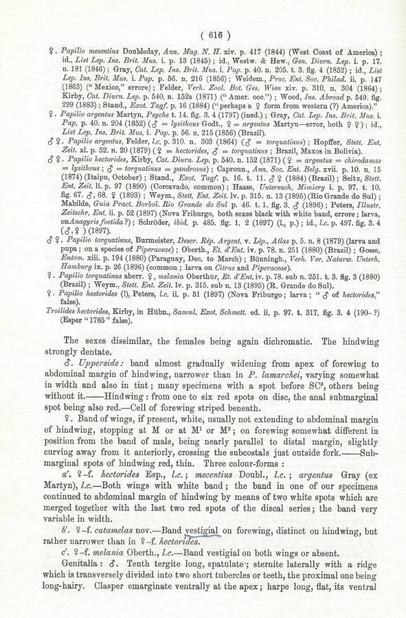 Text for Papilio hectorides - Part B<br>(Origin of the Specimen: Rothschild and Jordan 1906)
