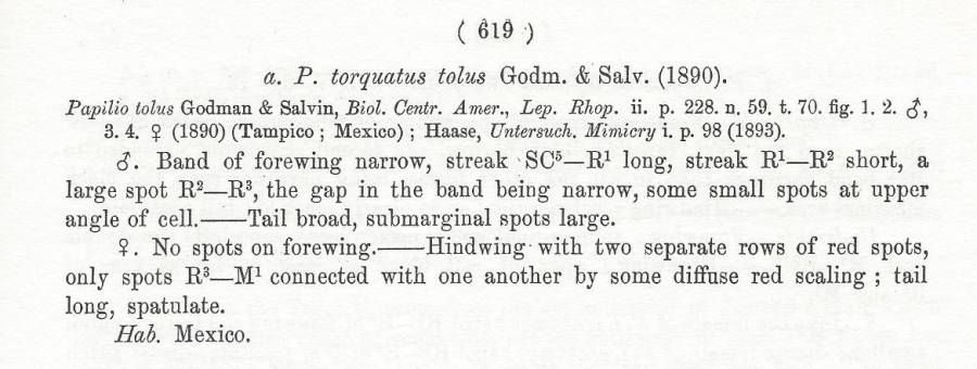 Papilio torquatus ssp tolus Text<br>(Origin of the Specimen: Rothschild and Jordan - 1906)