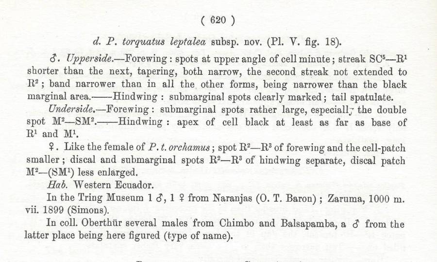 Papilio torquatus ssp leptales<br>(Origin of the Specimen: Rothschild and Jordan 1906)