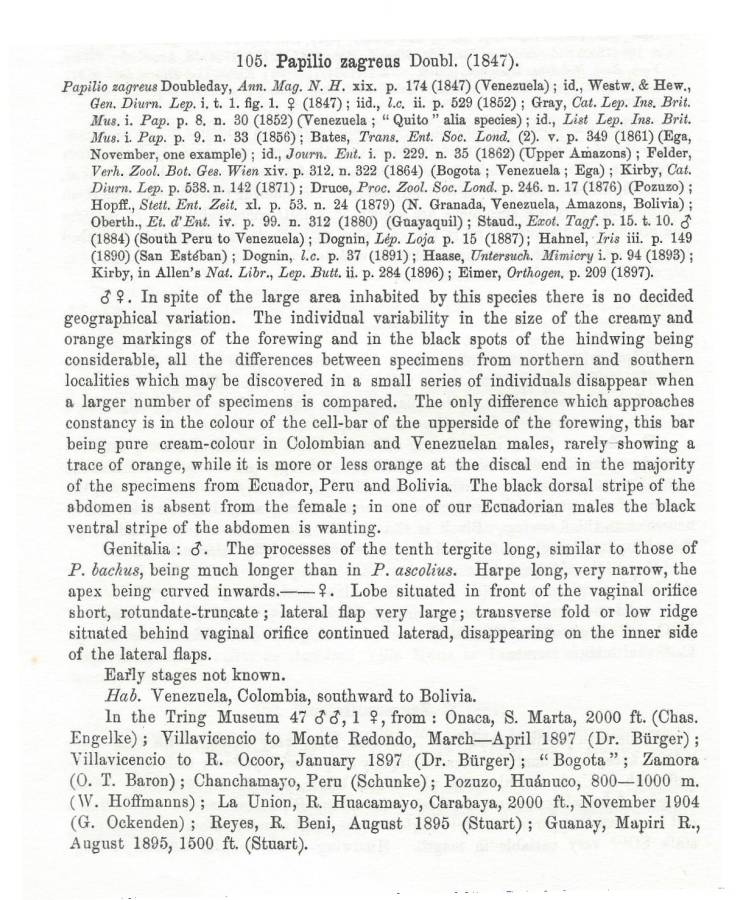 Papilio zagreus - Species Text<br>(Origin of the Specimen: Rothschild and Jordan)