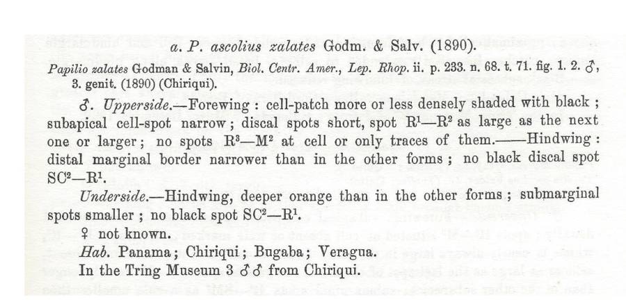 Papilio ascolius zalates - Subspecies Text<br>(Origin of the Specimen: Rothschild and Jordan - 1906)