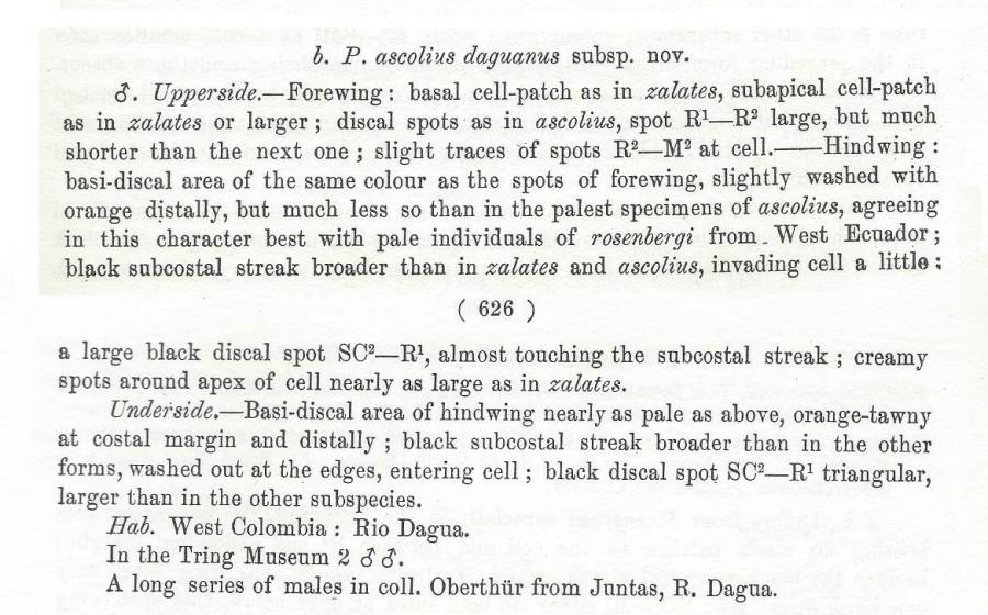 Papilio ascolius daguanus - Subspecies Text<br>(Origin of the Specimen: Rothschild and Jordan - 1906)