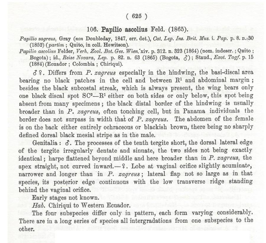 Papilio ascolius - Species Text<br>(Origin of the Specimen: Rothschild and Jordan - 1906)