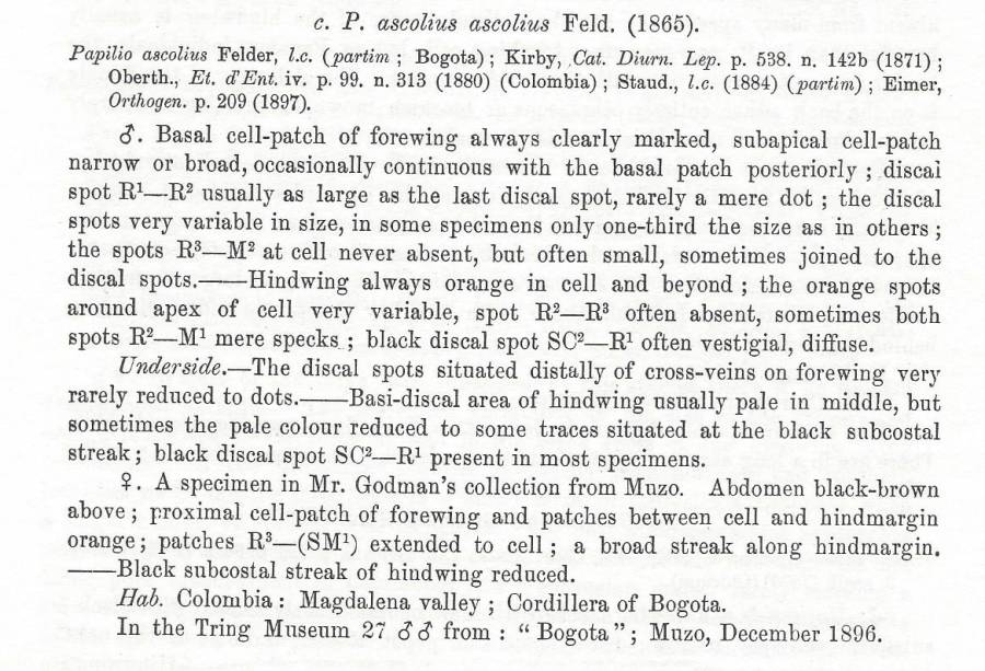 Papilio ascolius ascolius - Subspecies Text<br>(Origin of the Specimen: Rothschild and Jordan - 1906)