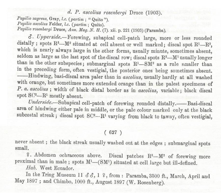 Papilio ascolius rosenbergi - Subspecies Texrt<br>(Origin of the Specimen: Rothschild and Jordan - 1906)