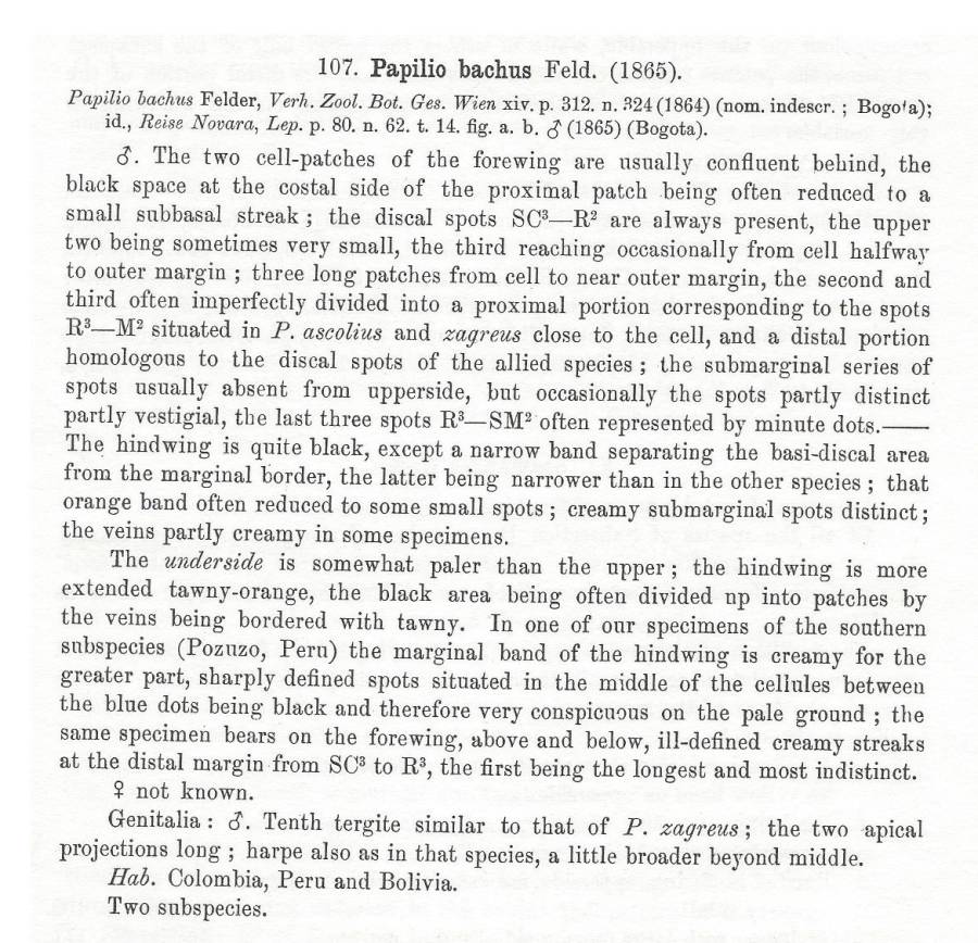 Papilio bachus Species Text<br>(Origin of the Specimen: Rothschild and Jordan 1906)