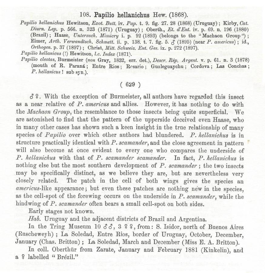 Papilio hellanichus - Species Text<br>(Origin of the Specimen: Rothschild and Jordan)
