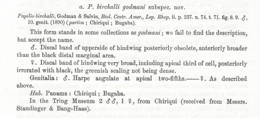 Papilio birchalli godmani - Subspecies Text<br>(Origin of the Specimen: Rothschild and Jordan - 1906)