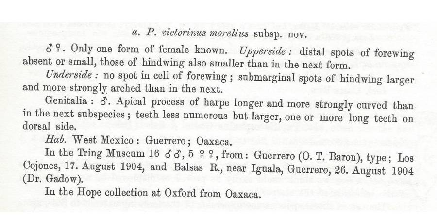 Papilio victorinus ssp morelius - Subspecies Text<br>(Origin of the Specimen: Rothschld and Jordan - 1906)