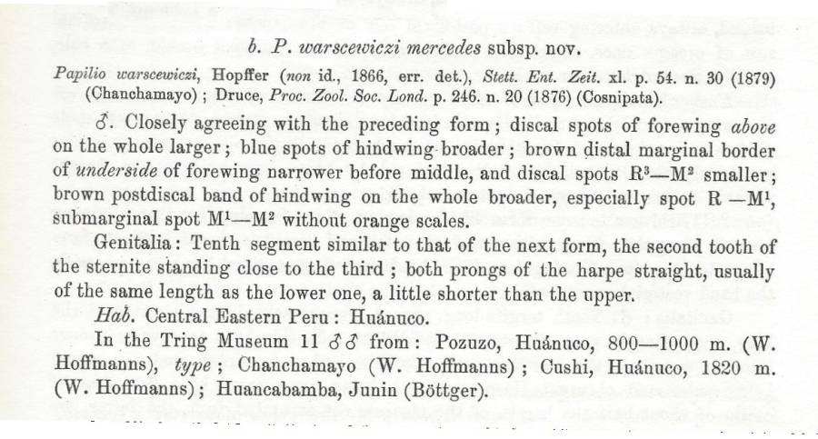 Papilo warscewiczi ssp mercedes - Subpseices Text<br>(Origin of the Specimen: Rothschild and Jordan - 1906)