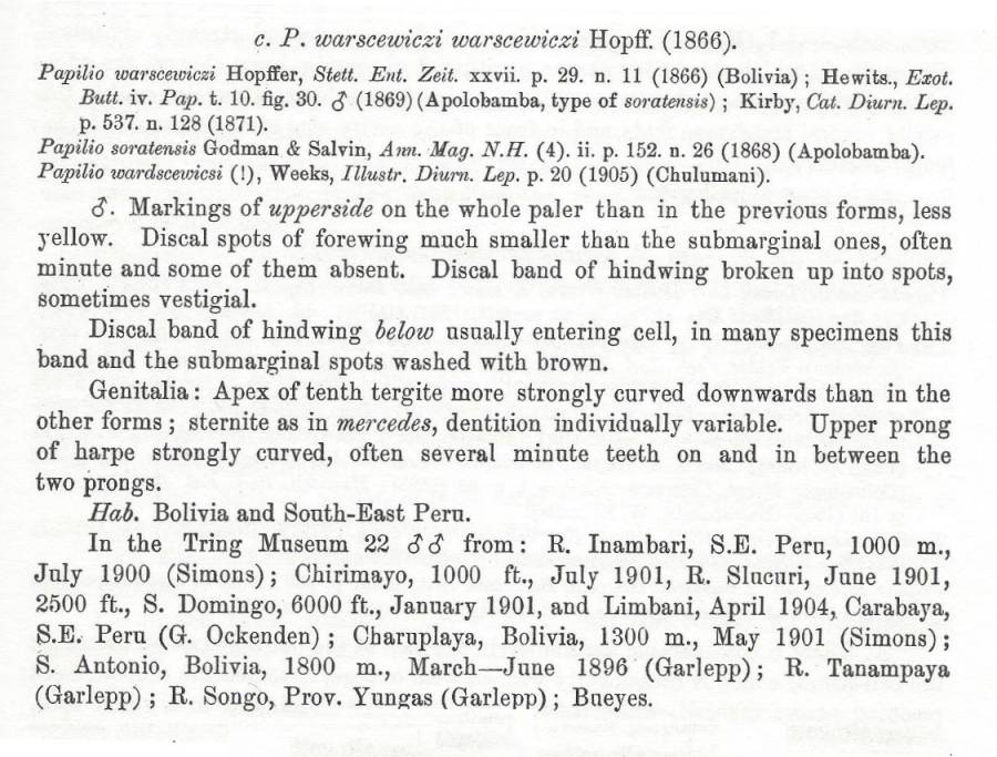 Papilo warscewiczi ssp warscewic - Subpseices Text<br>(Origin of the Specimen: Rothschild and Jordan - 1906)