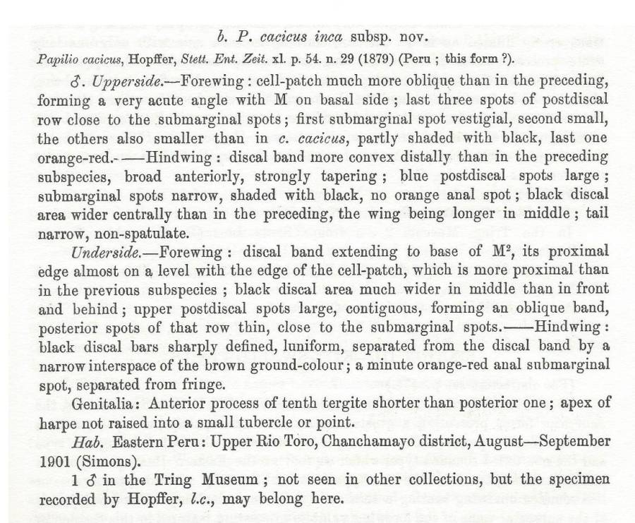 Papilio casicus aap inca - Subspeices Text<br>(Origin of the Specimen: Rothschld and Jordan -1906)