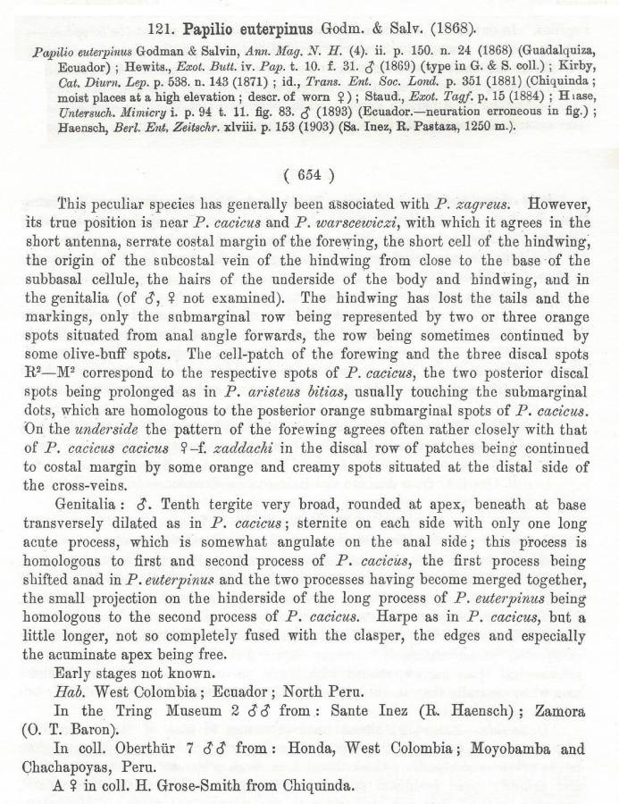 Nominate Species Text<br>(Origin of the Specimen: Rothschild-Jordan - Page 653)