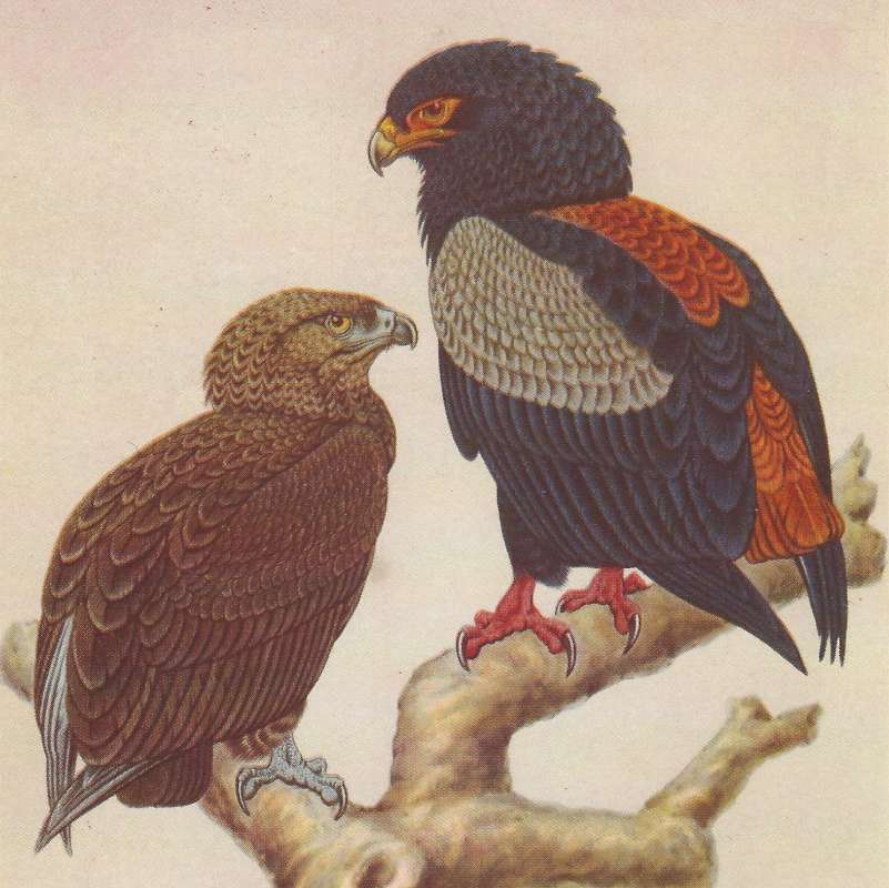 Male with Young<br>(Origin of the Specimen: Painting)