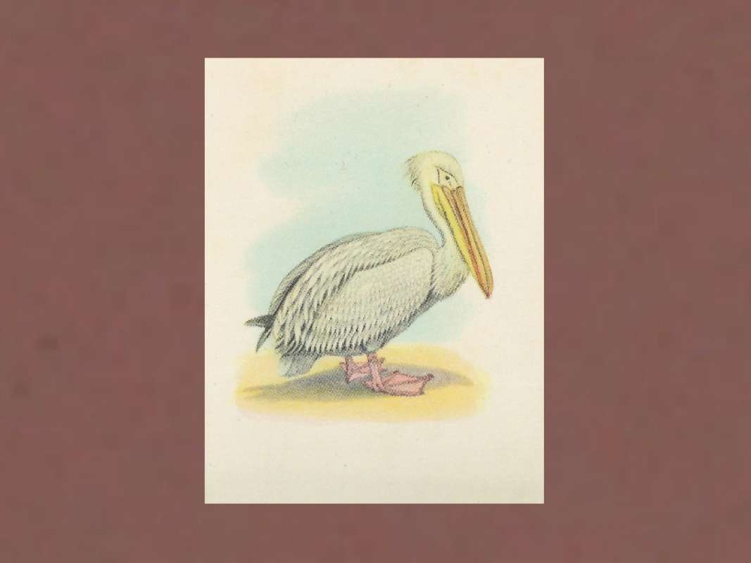 <br>(Origin of the Specimen: Painting)