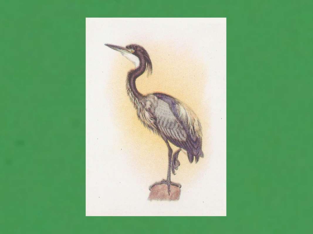 Side View on Stump<br>(Origin of the Specimen: Color Painting)<br>(Origin of the Specimen: Painting)