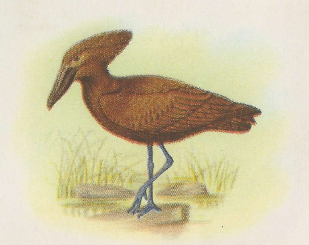Side View Standing in Swamp<br>(Origin of the Specimen: Robert's Painting)