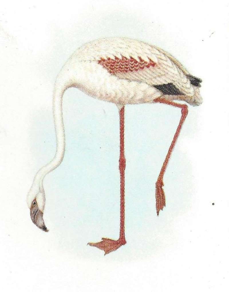 Standing on One Foot - Head Down<br>(Origin of the Specimen: Roberts - Color Painting)