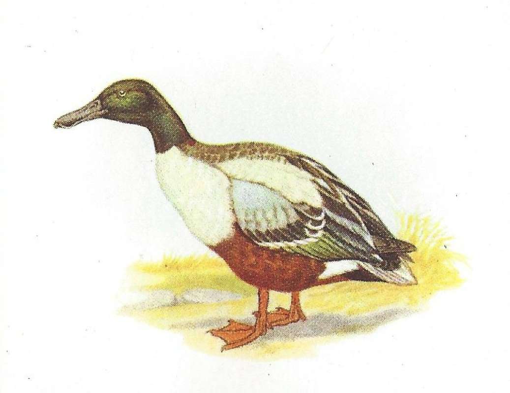 Side View - Standing<br>(Origin of the Specimen: Painting - Roberts)