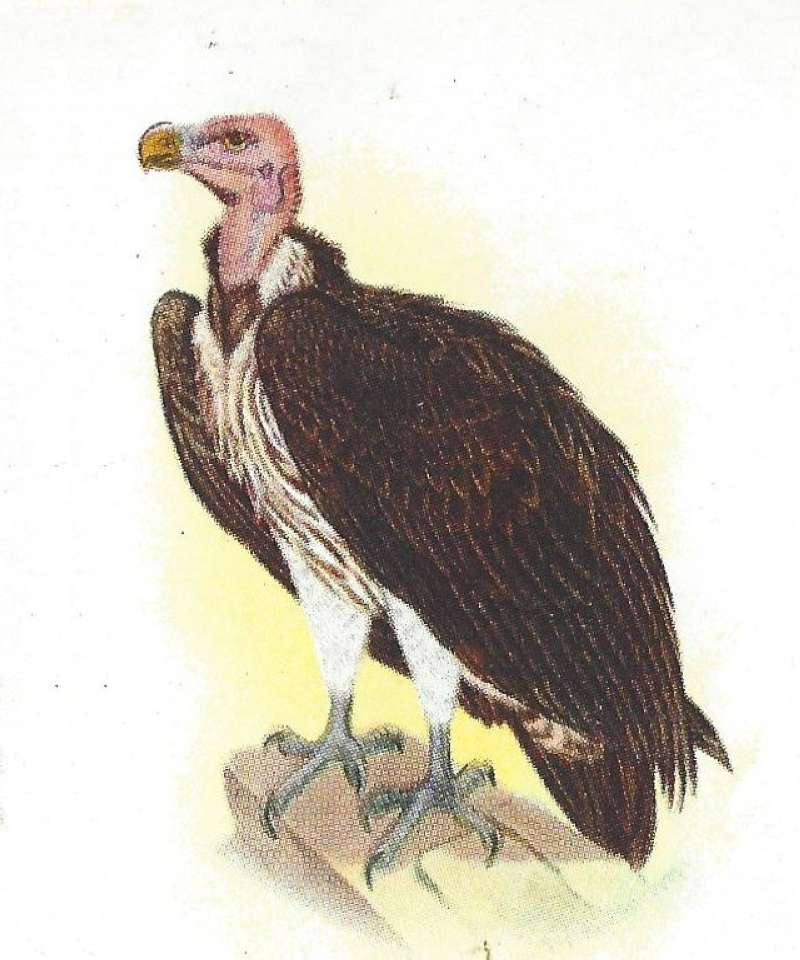 Perched - subspecies tracheliotus<br>(Origin of the Specimen: Roberts - Painting)