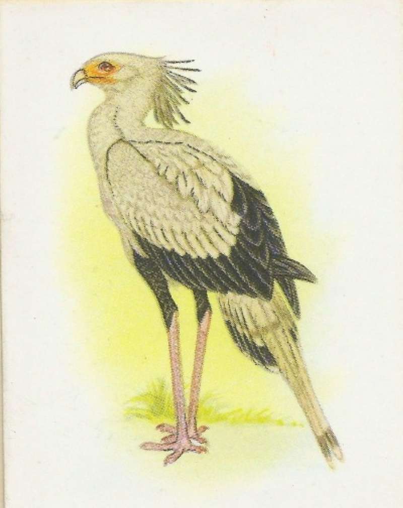 Standing on Ground - Side View<br>(Origin of the Specimen: Roberts - Painting)