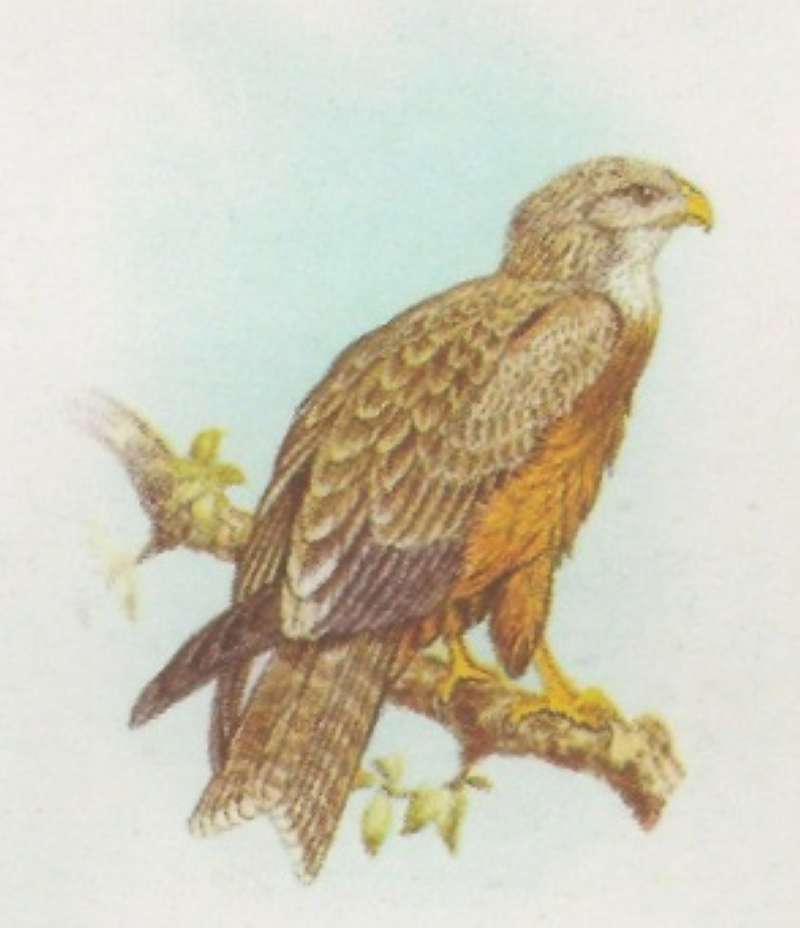 Perched - Showing Back - Ssp parasitus<br>(Origin of the Specimen: Roberts - Painting)