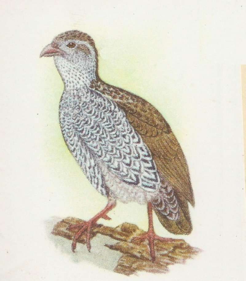 Side View Showing Breast<br>(Origin of the Specimen: Roberts - Color Painting)