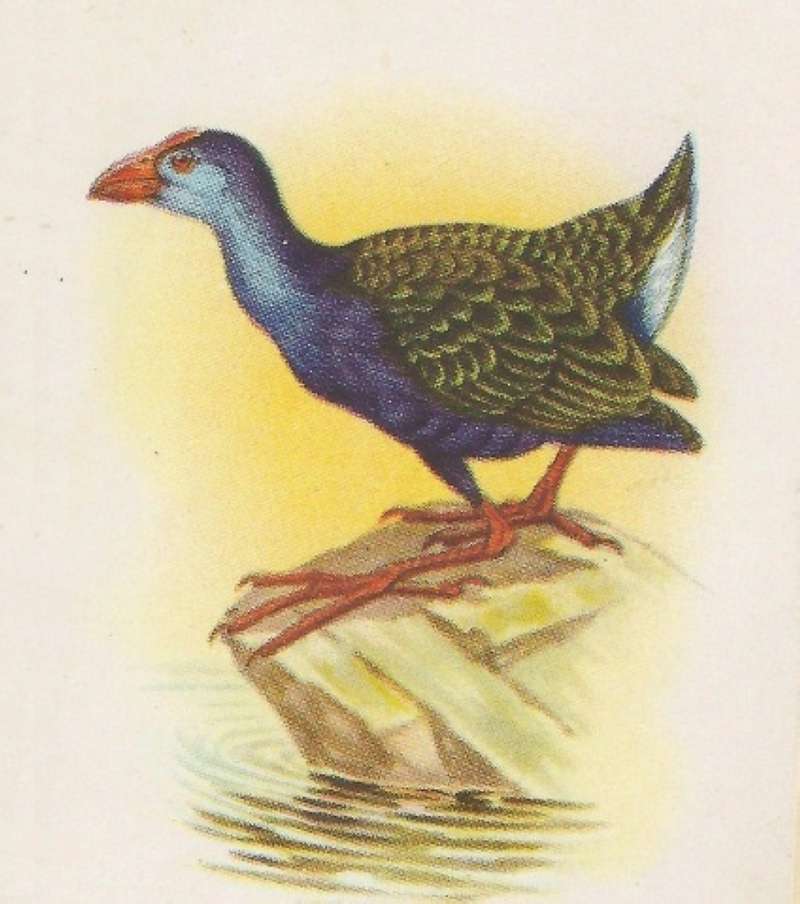 Standing on Rock by Shore<br>(Origin of the Specimen: Roberts - Color Painint)