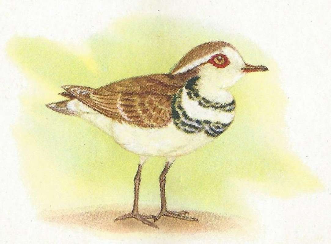 Standing - Showing Red Eye and Double Chest Band<br>(Origin of the Specimen: Painting - Roberts)