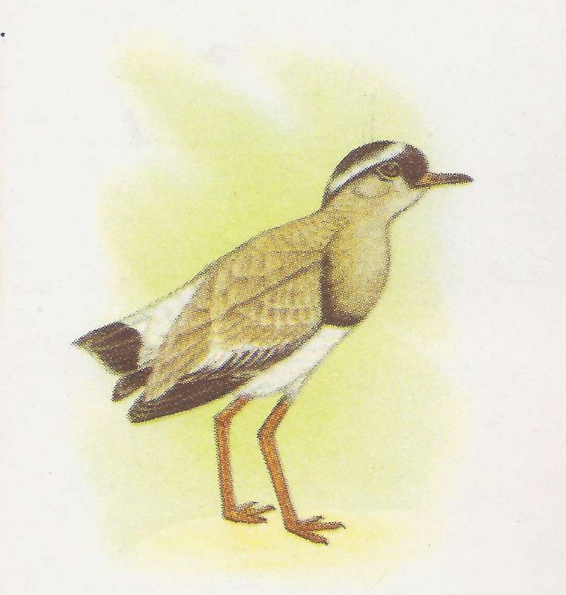 Side View Standing<br>(Origin of the Specimen: Color Painting - Roberts)