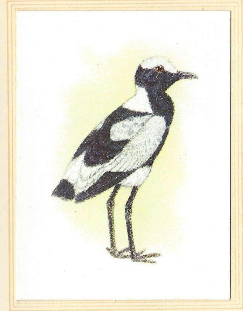 Side View - Standing<br>(Origin of the Specimen: Color Painting - Roberts)