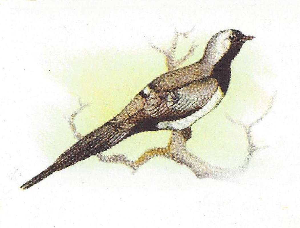 Perched on Branch - Side View<br>(Origin of the Specimen: Color Painting - Roberts)