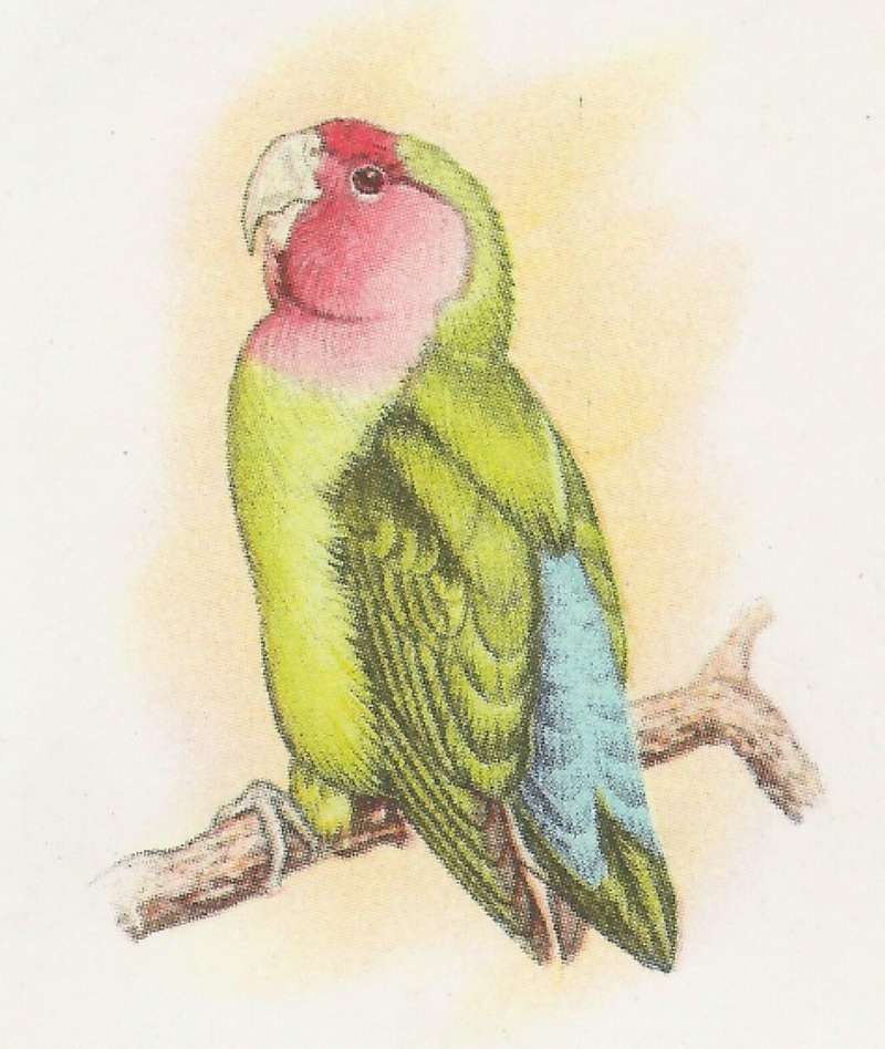 Side View - Perched<br>(Origin of the Specimen: Color Painting - Roberts)