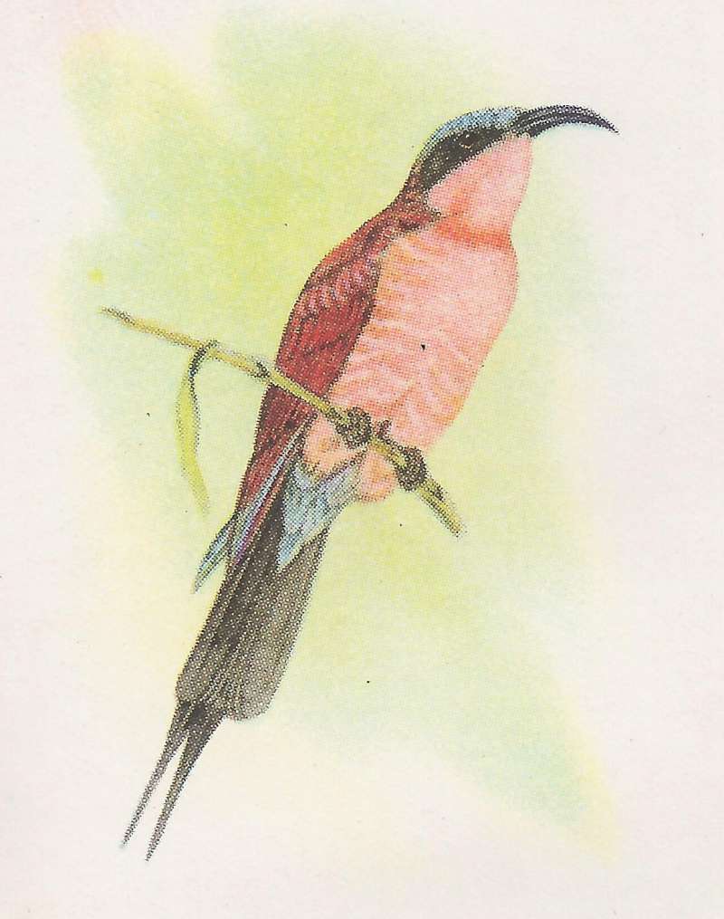 Angle Veiw Showing Breast<br>(Origin of the Specimen: Roberts - Color Painting)