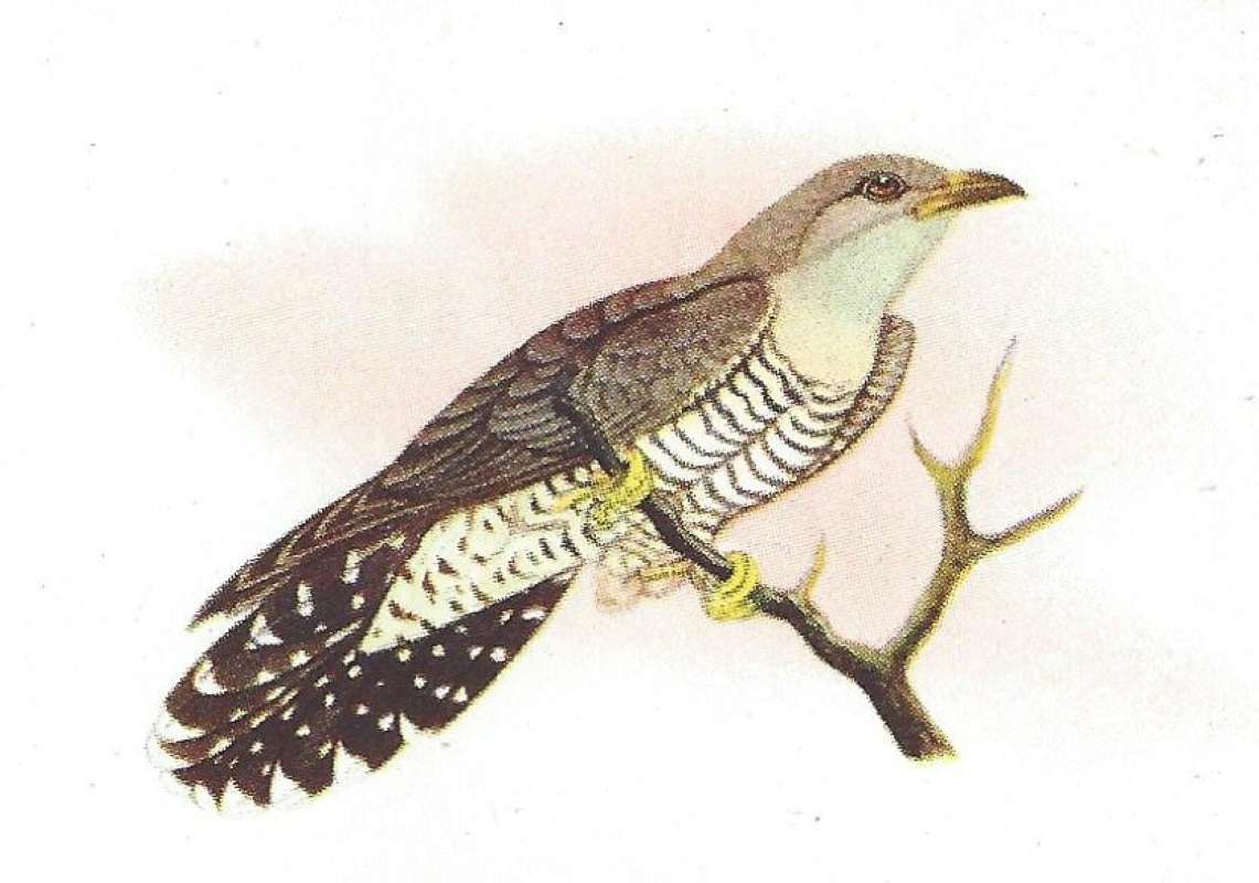 Perched - Showing Breast and Under Tail<br>(Origin of the Specimen: Painting - Roberts)