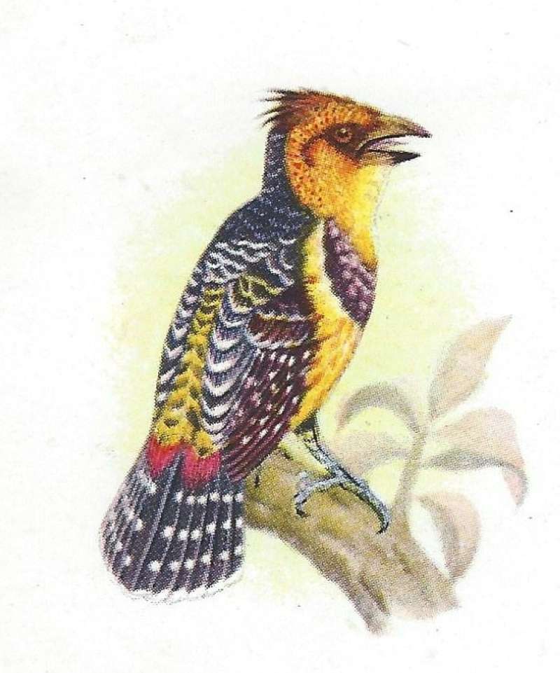 Back View<br>(Origin of the Specimen: Color Painting - Roberts)